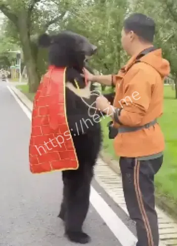 黑熊披袈裟直立行走